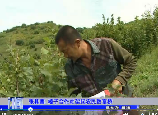 张其寨：榛子合作社架起农民致富桥 