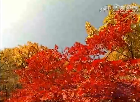 本溪枫红指数下周发布