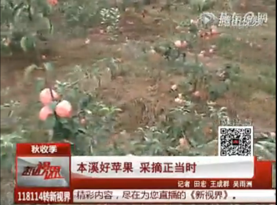 本溪好苹果 采摘正当时