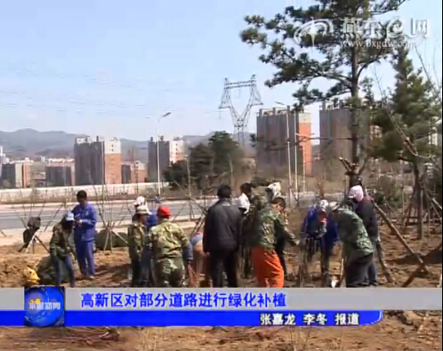 高新区对部分道路进行绿化补植