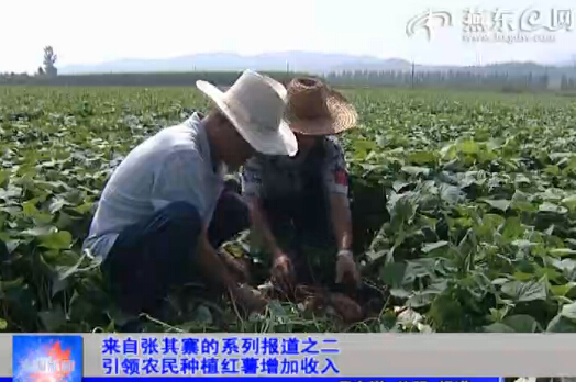 来自张其寨的系列报道之二 引领农民种植红薯增加收入