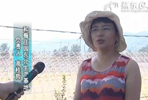 来自张其寨的系列报道之三 北京“和莓”落户张其寨